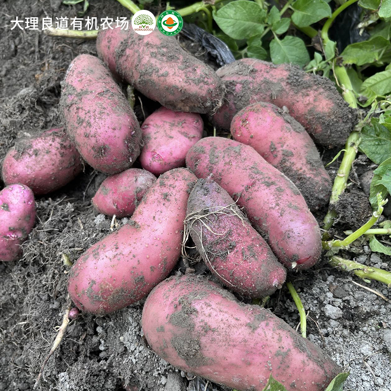 云南有机方式种植土豆马铃薯新鲜红皮黄心土豆农家洋芋蔬菜无农残 - 图0