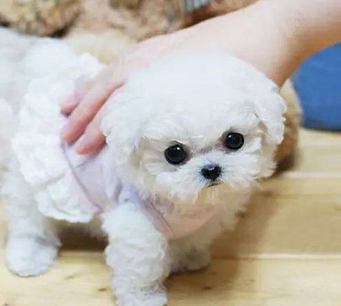 纯种比熊幼犬活体比熊犬家养飞耳比熊小型犬茶杯犬博美幼犬宠物狗 - 图1