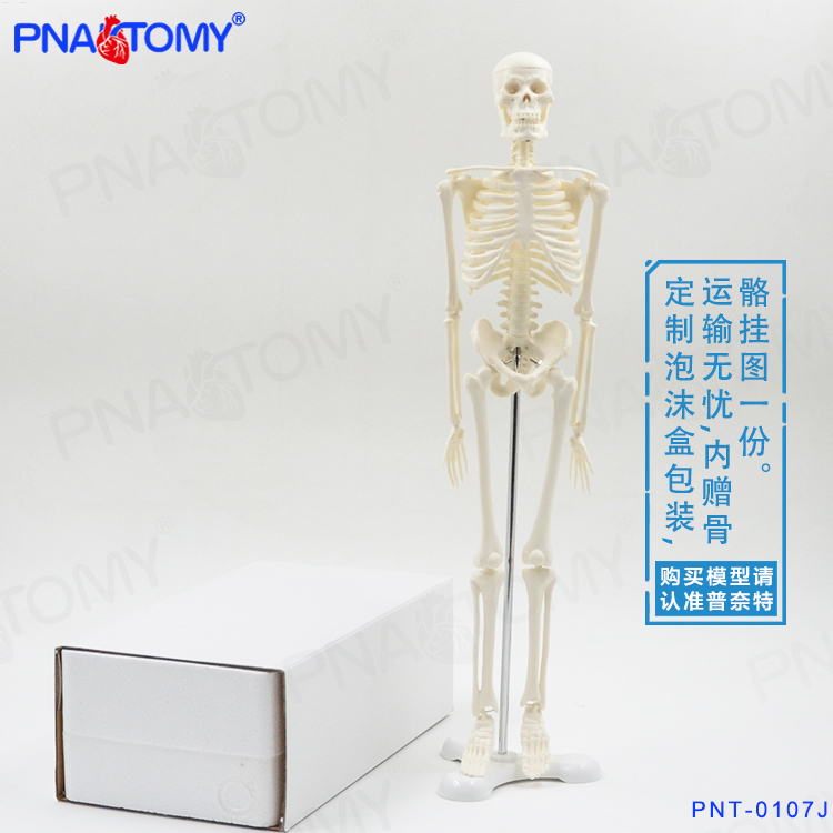 PNATOMY 经典款45cm骨骼模型可拆可活动可摆造型小型人体骨架模型 - 图1