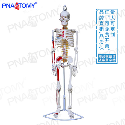 人体全身肌肉着色骨骼模型可拆卸可弯曲仿真骷髅骨架瑜伽医用骨科 - 图2