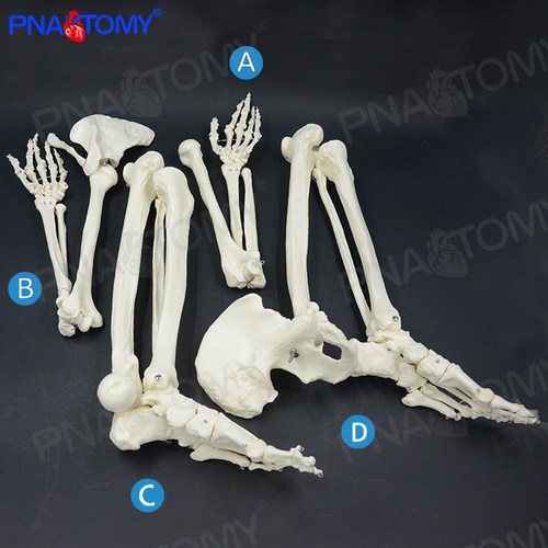PNATOMY 人体手骨模型上肢骨下肢骨腿骨股骨肱骨脚骨成人骨骼模型 - 图1