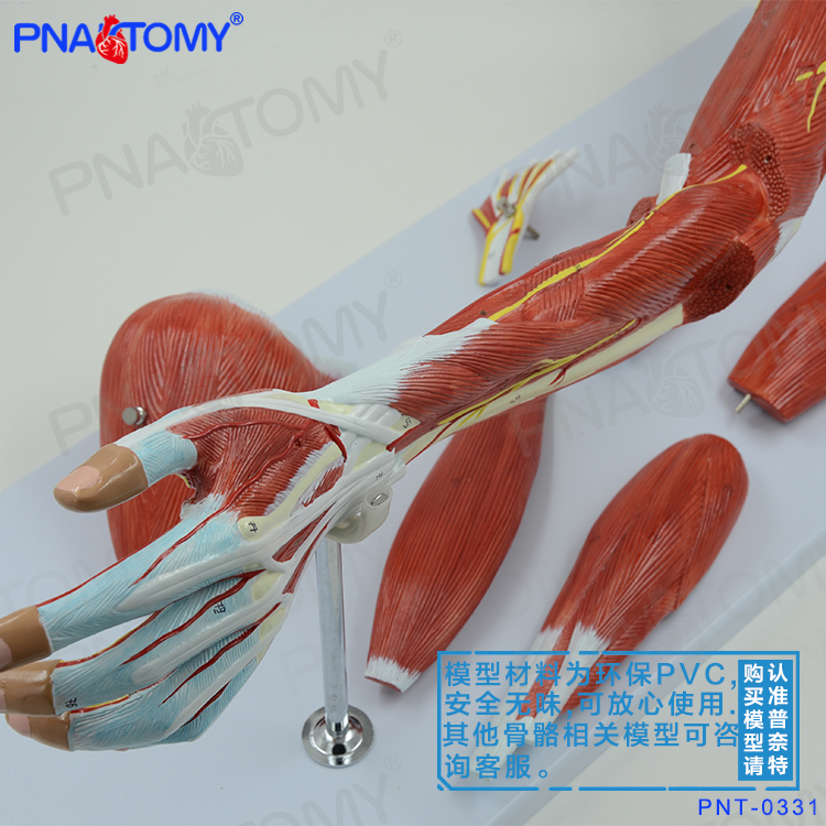 人体上肢手臂肌肉结构解剖模型运动系统神经血管动静脉医用健身-图0