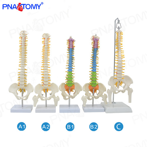 Pnatomy 人体脊柱模型人体脊椎医用正骨练习骨骼模型颈椎腰椎骨架 - 图3