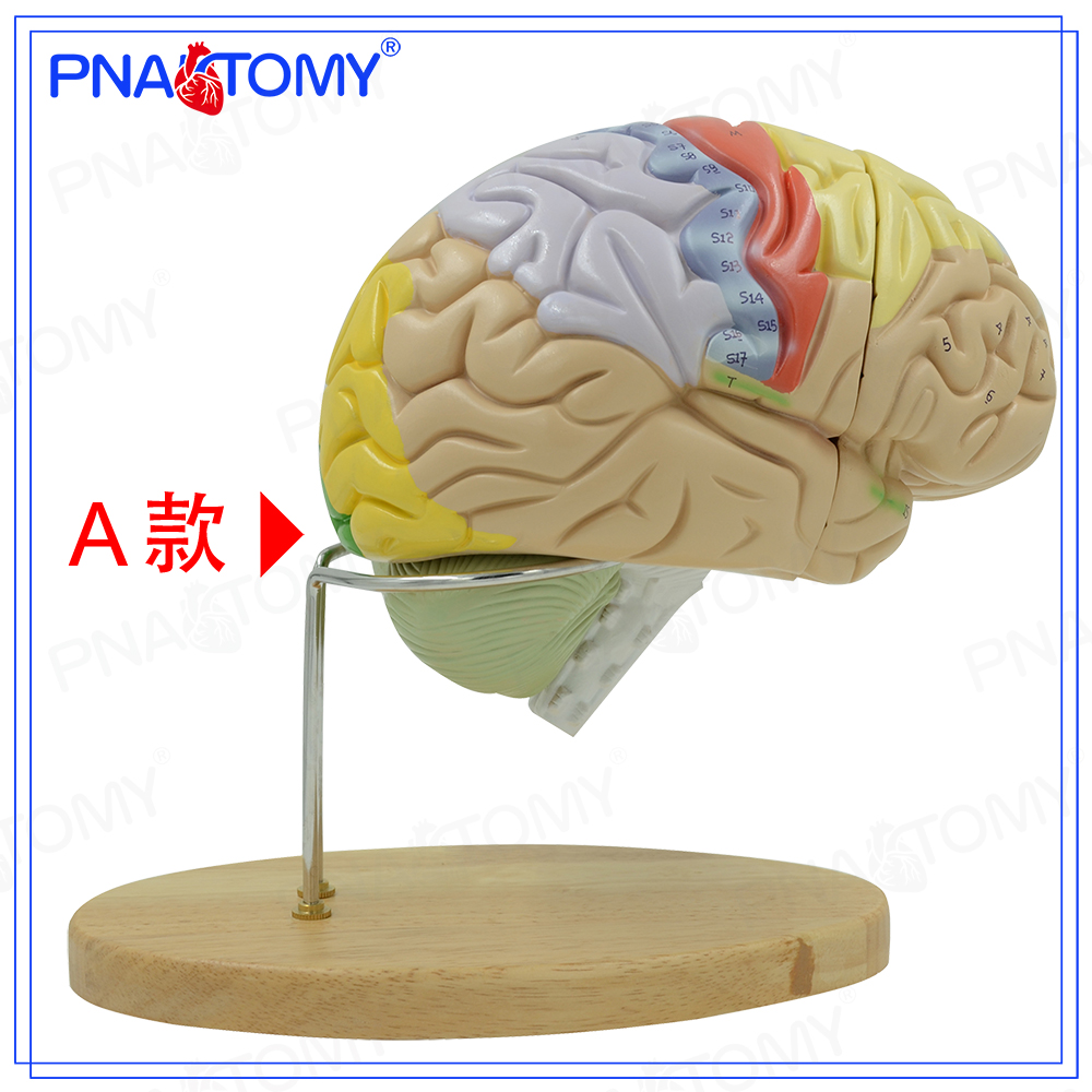 PNATOMY大脑模型人脑血管神经科脑解剖彩色脑功能区教学小脑脑干-图1