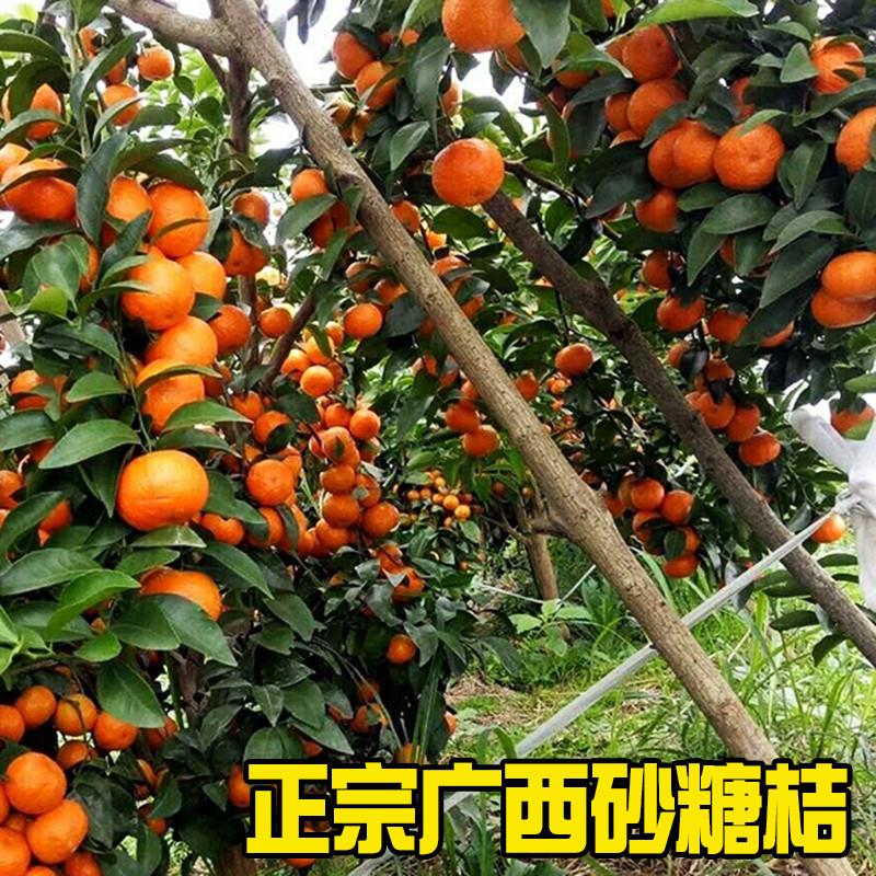 广西金秋蜜橘砂糖橘10斤新鲜水果整箱南宁沙糖桔红了非广东四会 - 图0