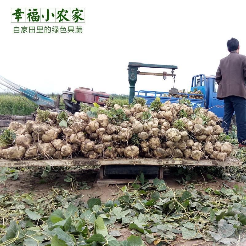 凉薯新鲜现挖白地瓜湖北农家土特产豆薯番薯沙葛地萝卜产地直销香 - 图2