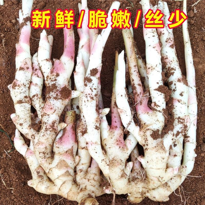 新鲜嫩姜现挖湖南江永香姜嫩仔姜芽子姜鲜姜红芽生姜5斤10斤包邮 - 图2