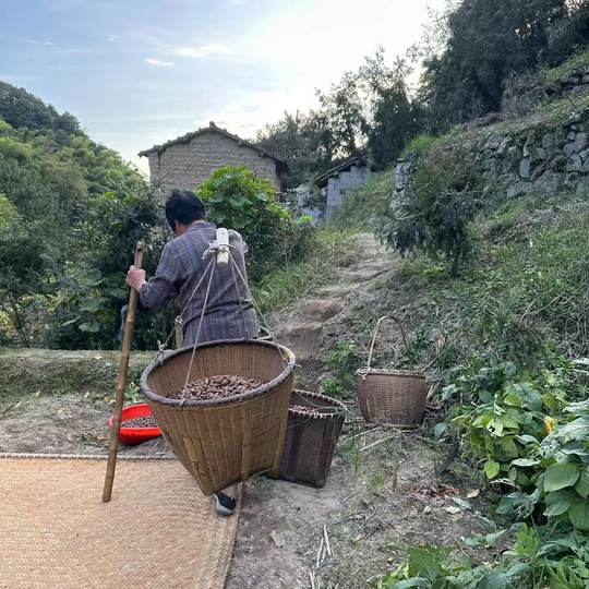 25年新货现炒开口笑香榧子绍兴嵊州诸暨枫桥特产外婆家的香榧包邮