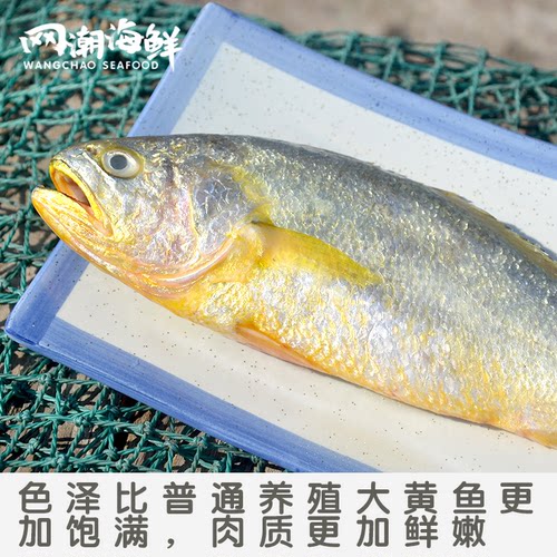 网潮 舟山生态黄花鱼深水圈养东极岛新鲜大黄鱼一条8两-1斤按条卖 - 图0