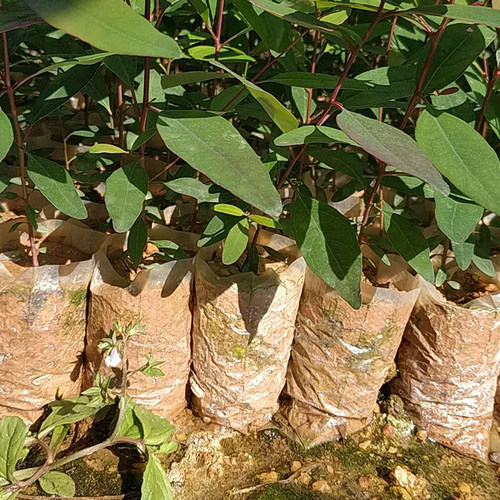 育苗袋蜂窝无纺布降解营养袋容器育苗盘蜂巢营养钵种植塑料营养杯 - 图2