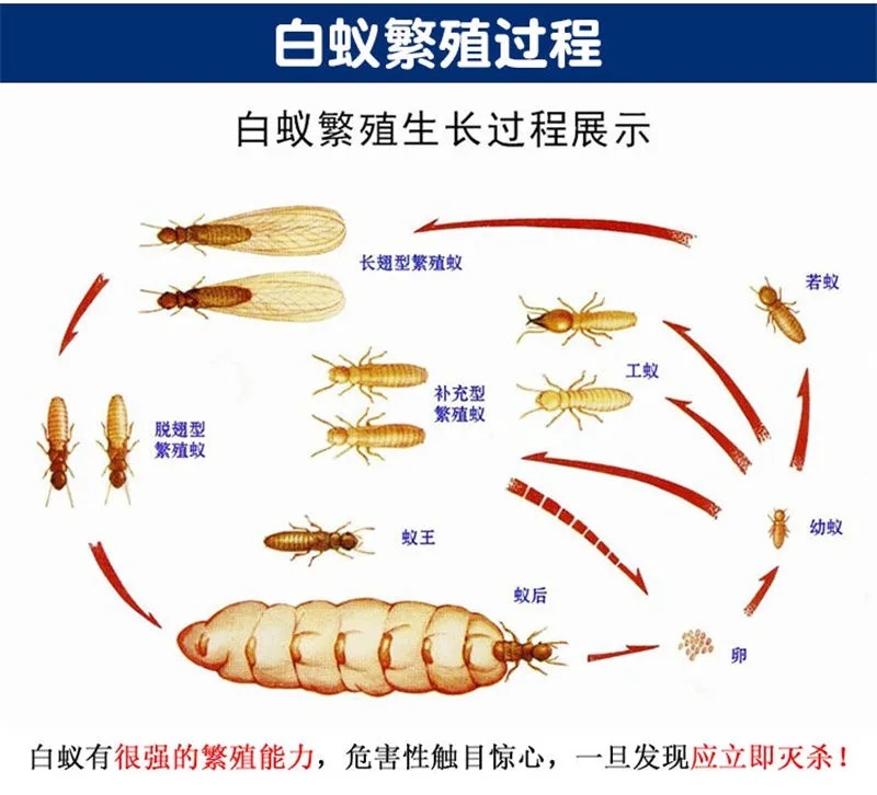 灭杀白蚁药家用室内全窝端除防治专用白蚂蚁药粉一窝端园林杀虫剂 - 图2