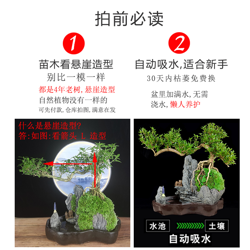 老桩福建茶山水盆景植物室内客厅办公室盆栽假山小绿植六月雪摆件 - 图1