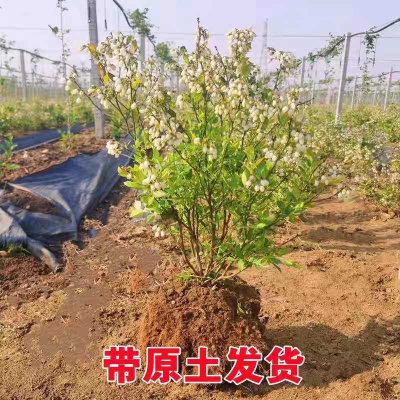 特大蓝莓苗带土耐寒盆栽地栽当年结果南方北方种植庭院蓝莓树果苗 - 图0