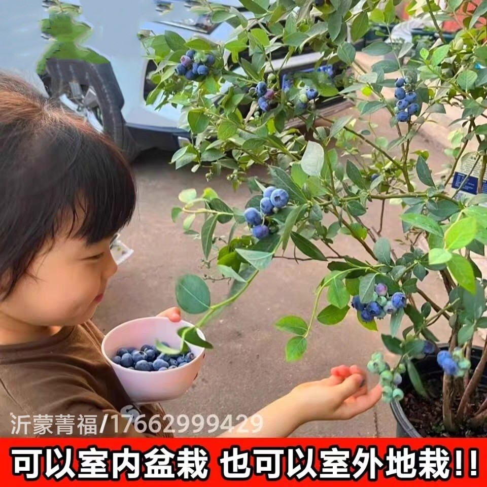 特大蓝莓苗带土耐寒盆栽地栽当年结果南方北方种植庭院蓝莓树果苗 - 图1