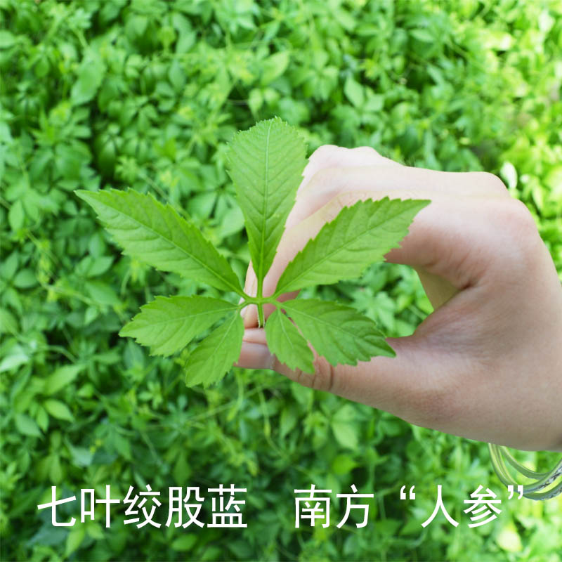 绞股蓝茶500g正品七叶胶股蓝非平利龙须野生特级新茶官方旗舰店-图1