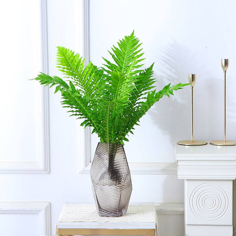 水培植物富贵蕨盆栽喜阴室内客厅办公室净化空气吸甲醛好养大绿植,淘宝优惠券,粉丝福利购,淘宝优惠卷