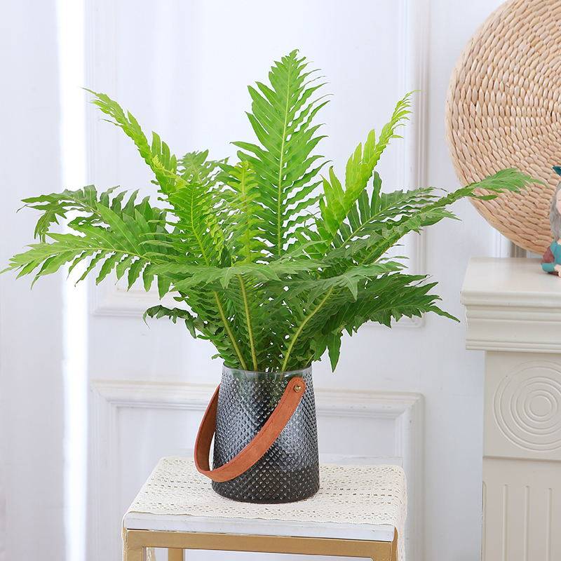 水培植物富贵蕨盆栽喜阴室内客厅办公室净化空气吸甲醛好养大绿植,淘宝优惠券,粉丝福利购,淘宝优惠卷