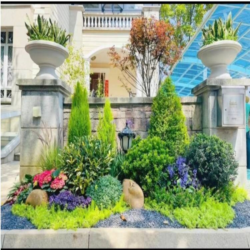 花园花镜植物亮晶女贞棒棒糖川滇蜡树小叶亮金女贞造型树多头老桩