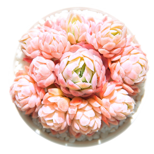 冰梅多肉植物组合盆栽小叶多肉老桩日系肉肉花大多肉群生冰莓多肉 - 图0