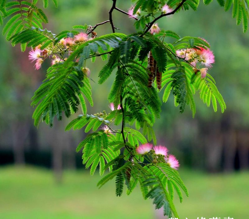 合欢树苗合欢花小树苗绒花苗绒花树苗苗芙蓉树苗庭院植物当年开花 - 图2