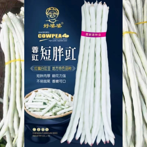 红嘴白胖豇豆种子短胖肉厚白豆角种籽地方特色四川春季田园蔬菜孑 - 图1