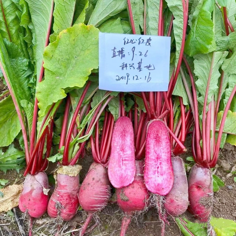 红心红皮萝卜种子略甜脆浅紫红萝卜种籽四川秋季农家田园蔬菜种孑 - 图1