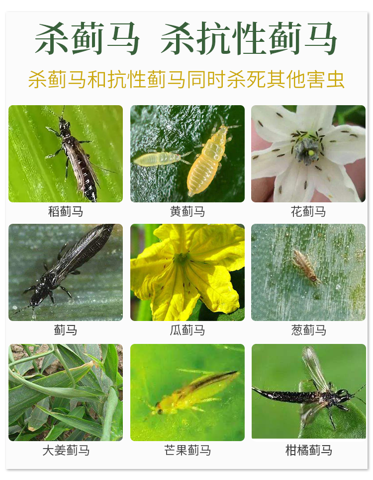 花卉绿植蓟马专用药蚜虫白粉虱噻虫嗪花蓟马葱蓟马黑蓟马杀虫剂 - 图1