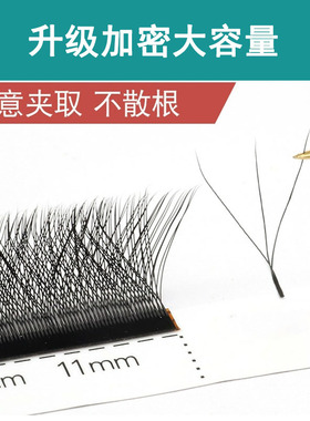 三叶草睫毛柔软不散根
