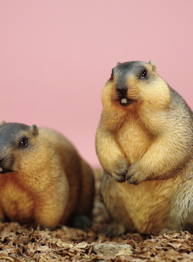 仿真豚鼠旱獭简约桌面摆件