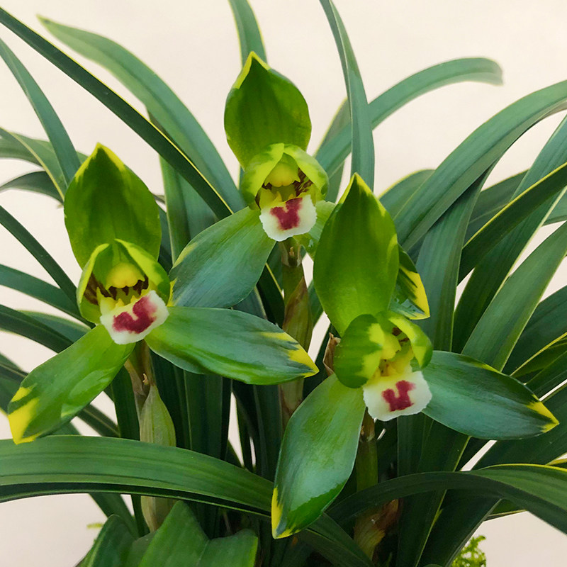 矮种春兰名品【金边大富贵】老种荷瓣室内盆栽花卉兰草阳台兰花苗