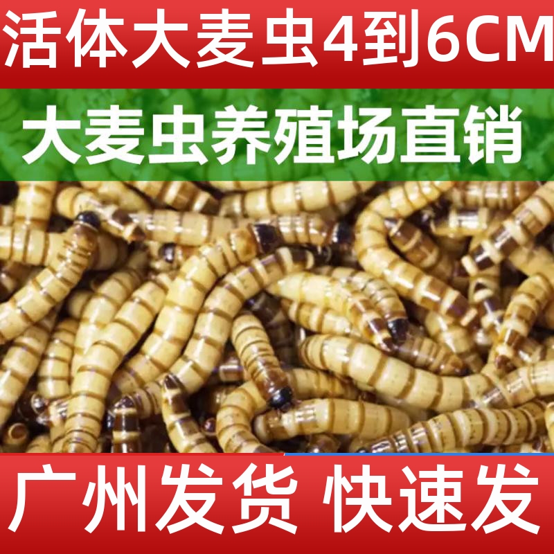 大麦虫佛山活体黄粉虫面包虫活虫八哥画眉鸟仓鼠蜥蜴宠物饲料鱼饵 - 图1