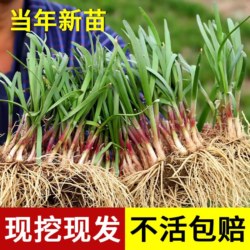 四季韭菜根苗阳台庭院种植野红紫根食用韭菜苗盆栽种子小细叶韭菜 - 图0