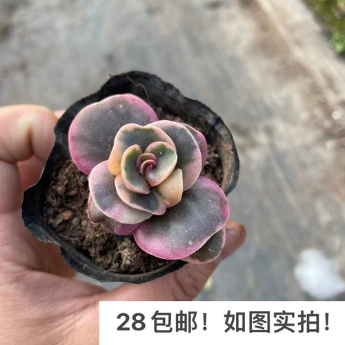 [Семь президента] Сочный, Сяоюань Пекин, Хуайанский многооборотный крупный розовый штат Голова редкое и красивое