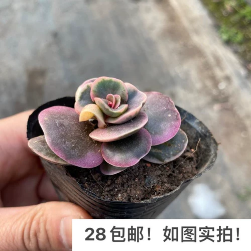 [Семь президента] Сочный, Сяоюань Пекин, Хуайанский многооборотный крупный розовый штат Голова редкое и красивое