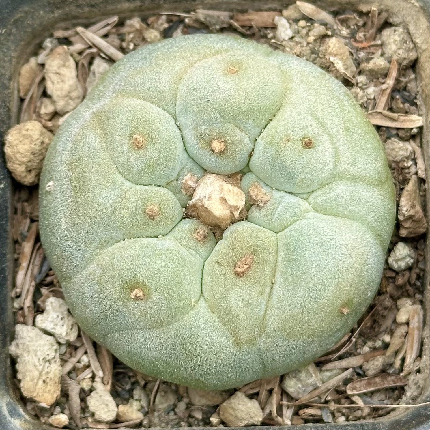 【七总】多肉，海鲜球，单头草球仙人球大颗防辐射开花一物一拍,淘宝优惠券,粉丝福利购,淘宝优惠卷