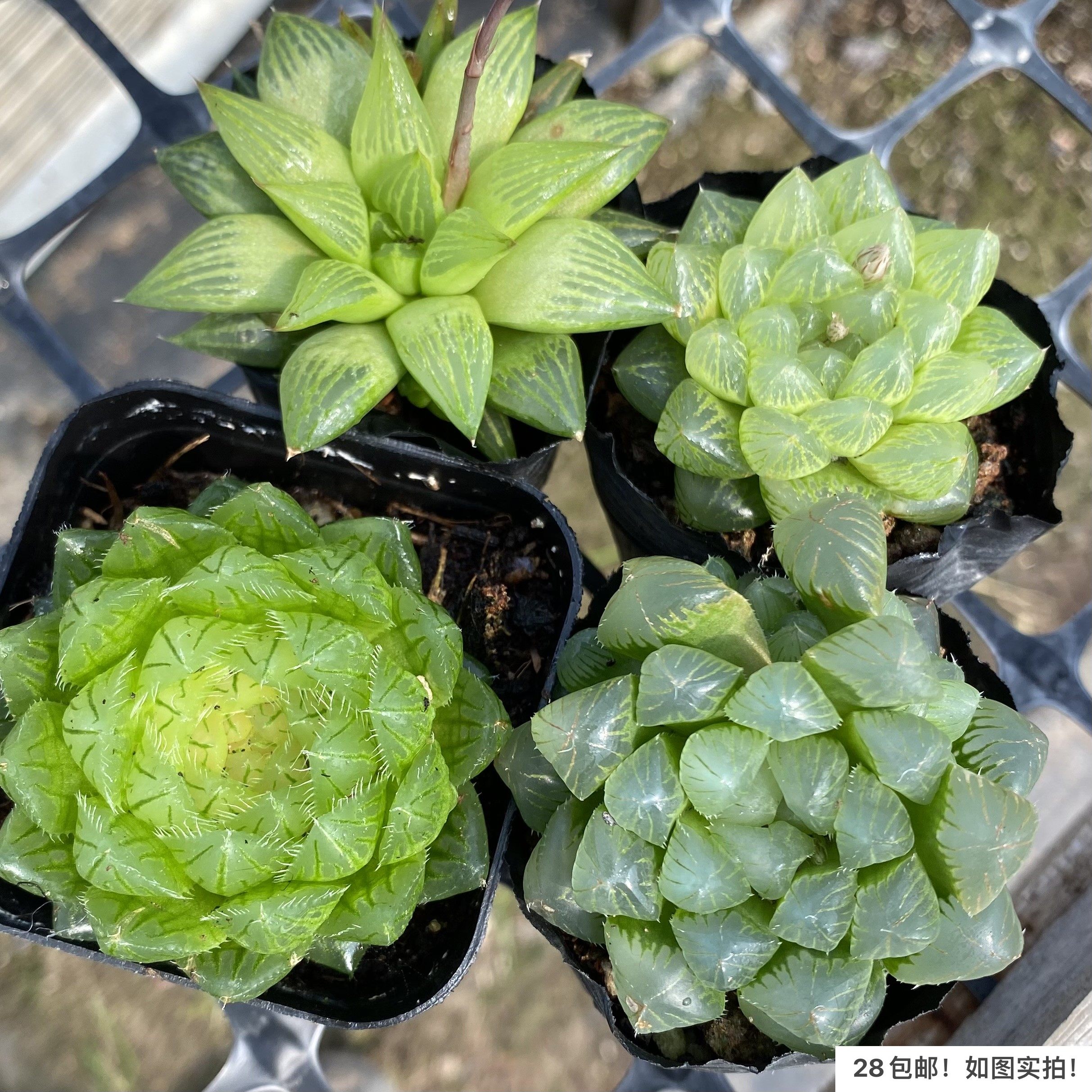 【七总】多肉，姬玉露，雪花玉露寿元宝芦荟十二卷状态好养便宜,淘宝优惠券,粉丝福利购,淘宝优惠卷