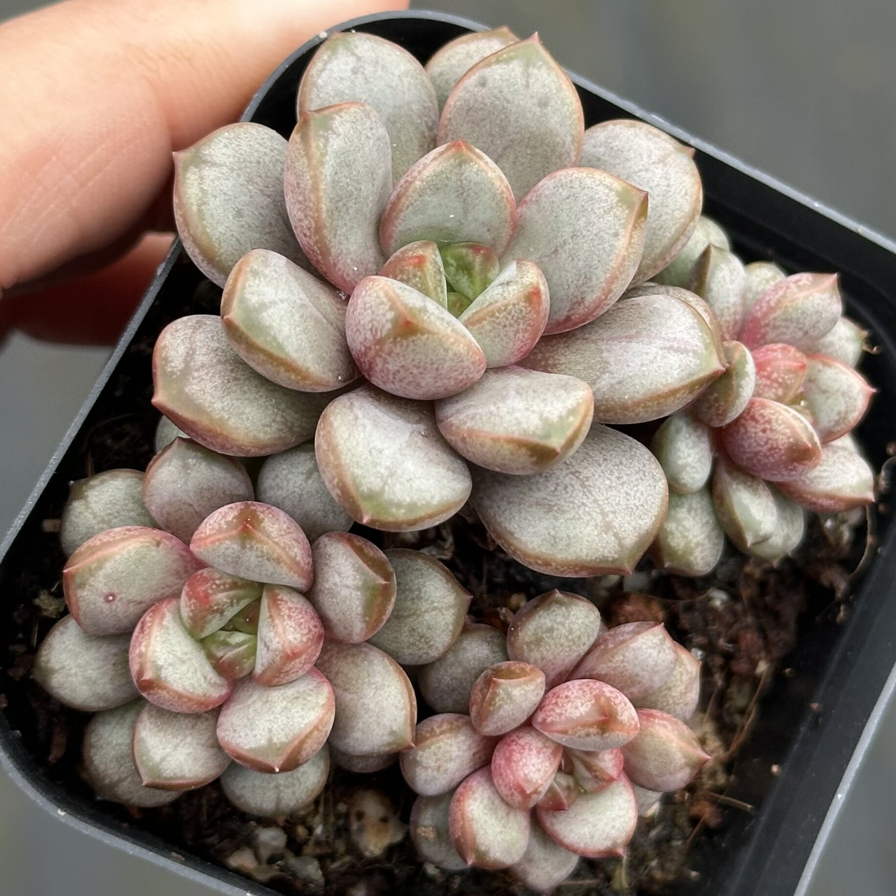 【七总】多肉，葡萄，单头群生老桩群生状态稀有好养便宜一物一拍,淘宝优惠券,粉丝福利购,淘宝优惠卷