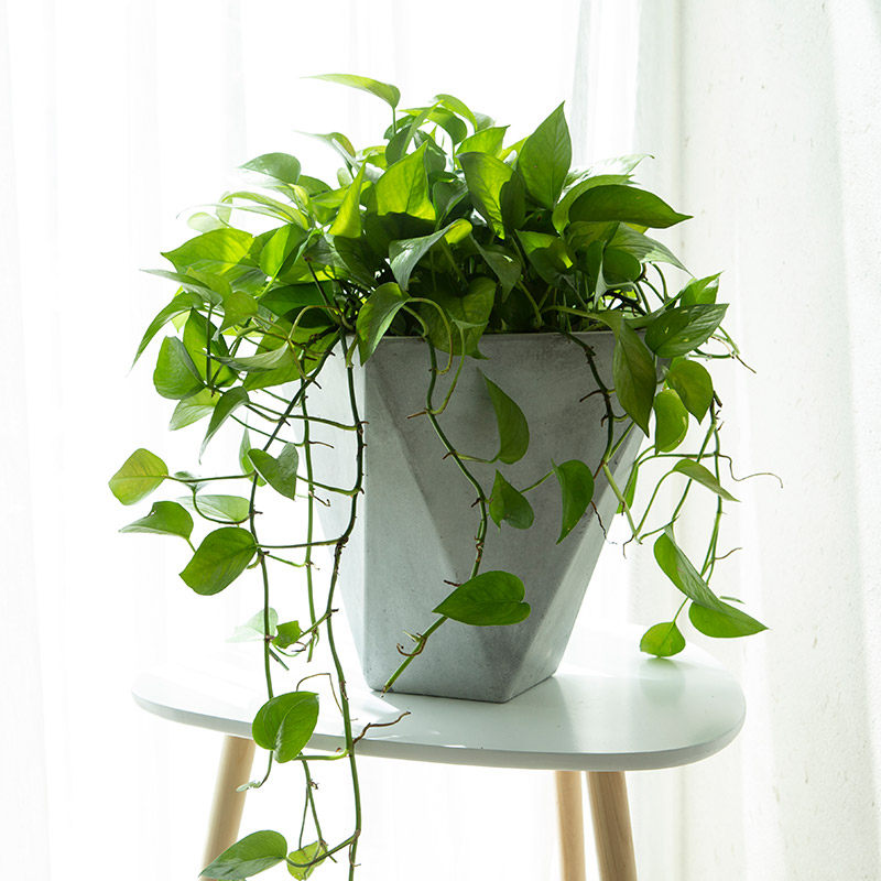 菱形方口水泥花盆镁泥花盆大号多边形现代北欧风创意绿植客厅阳台 凌虹园艺 淘优券