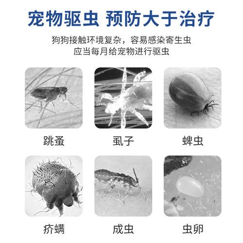 雪貂狗狗驱虫药猫咪体内体外一体宠物跳蚤蜱虫幼猫犬非泼罗尼滴剂 - 图0