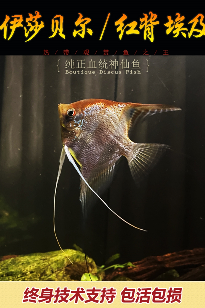 神仙鱼圣伊莎贝尔红背埃及神仙鱼南美热带鱼燕鱼观赏鱼鱼苗 - 图1