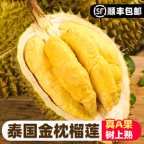 Thai gold pillow durian A grade fruit fresh fruit when season with shell palm tropical imported whole box Shunfeng