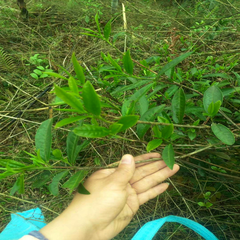 新鲜绿茶谷雨茶本地土茶叶打油茶特级毛茶嫩叶带梗500g包邮散装