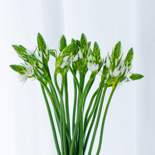 绿毛球圣心百合雀梅鲜花云南基地直发鲜切花束小众草花配草 - 图2