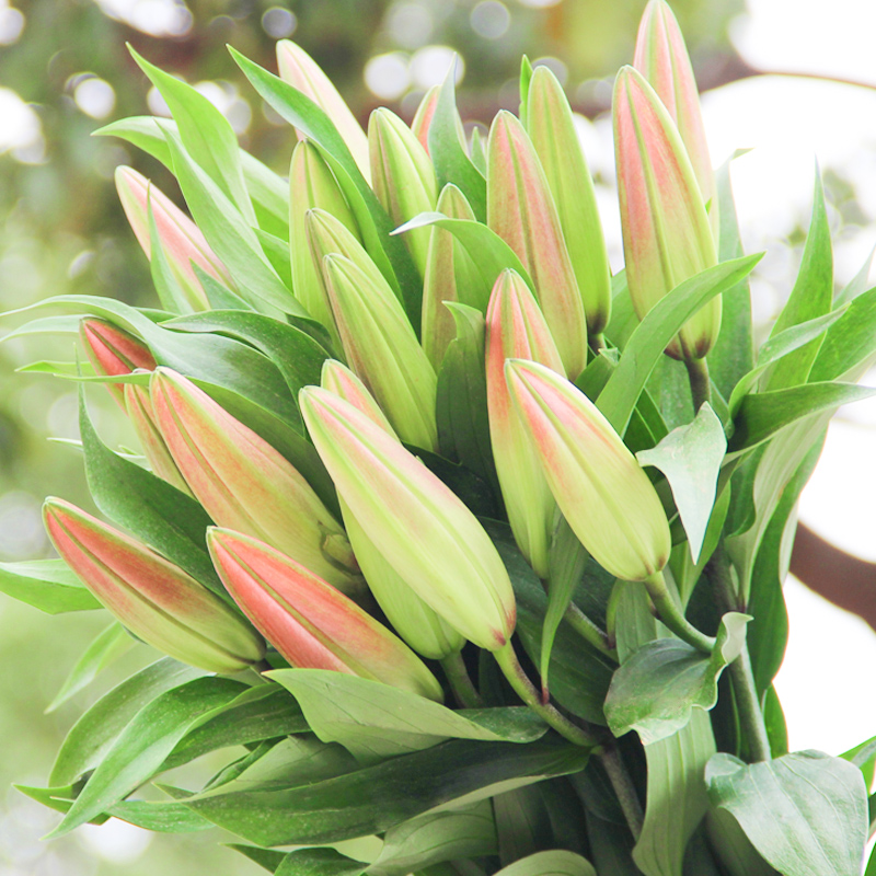 香水百合母亲节鲜花玫瑰花材云南昆明鲜花基地直发向日葵水养直批 - 图1