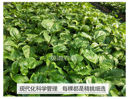 广西百香果苗纯香甜黄金百香果树钦蜜9号嫁接苗当年四季不断结果 - 图0
