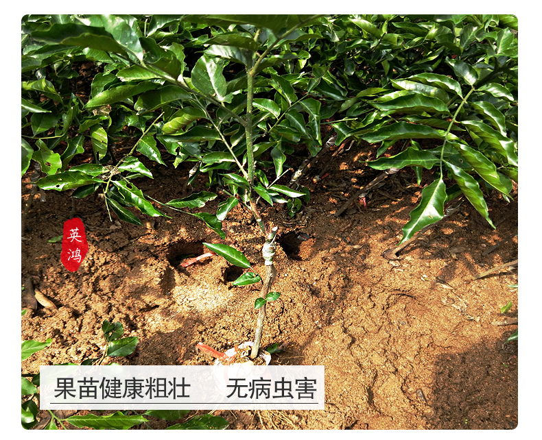 黄皮树苗无核大鸡心黑金水果木树苗嫁接盆栽地栽带叶泥球庭院阳台 - 图1