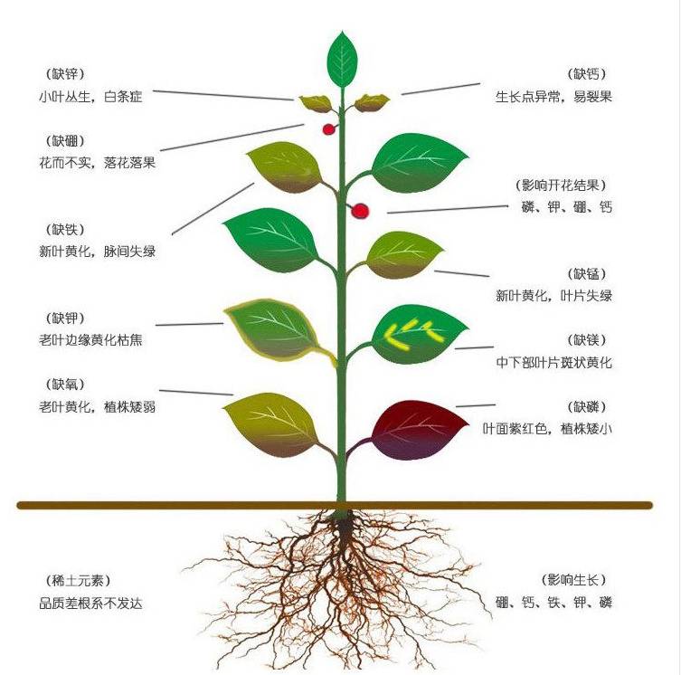 百香果专用肥料叶面肥中微量元素肥料化肥保花保果抗病抗逆 - 图2