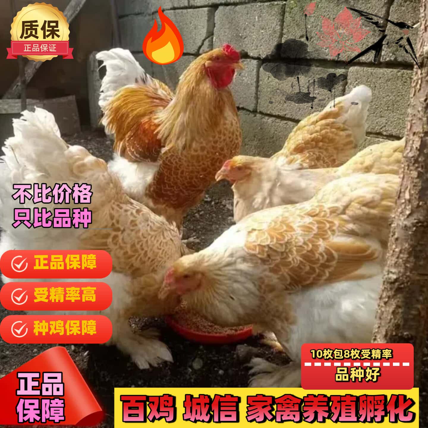 巨型婆罗门鸡活苗受精种蛋纯种梵天鸡种蛋大型观赏宠物鸡受精蛋纯,淘宝优惠券,粉丝福利购,淘宝优惠卷