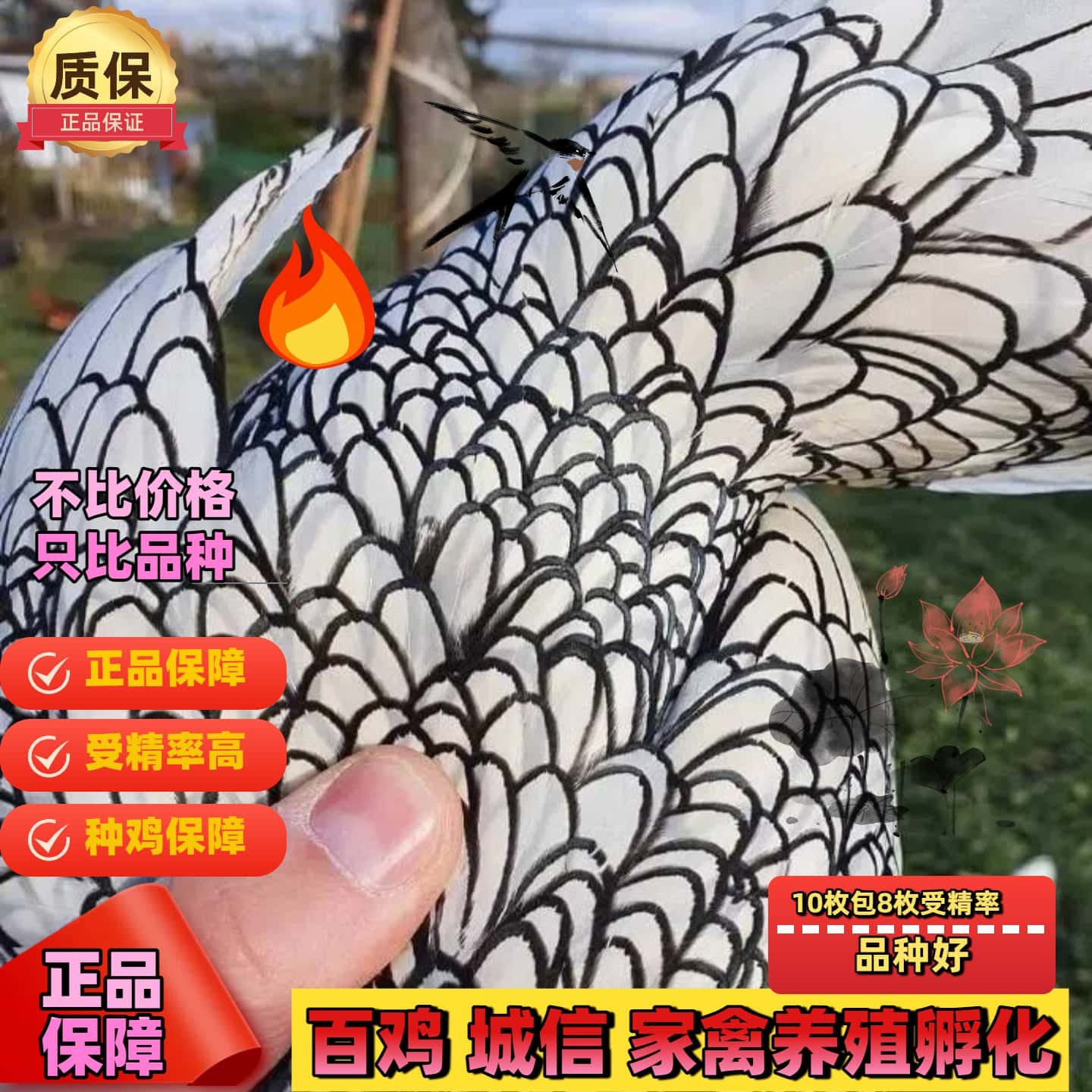 纯种波兰鸡受精蛋观赏鸡宠物波兰鸡可孵化受精种蛋包破损包受精,淘宝优惠券,粉丝福利购,淘宝优惠卷