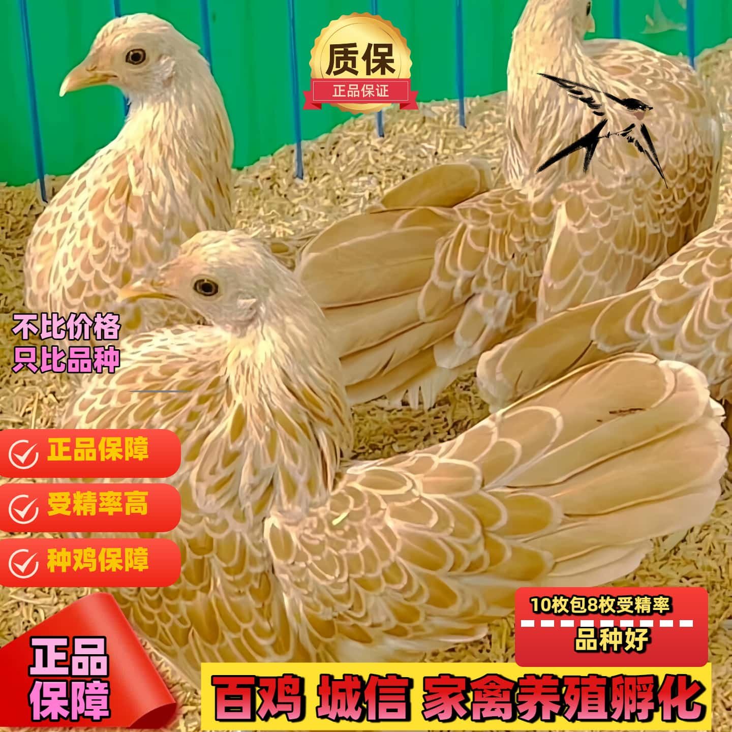 纯种波兰鸡受精蛋观赏鸡宠物波兰鸡可孵化受精种蛋包破损包受精,淘宝优惠券,粉丝福利购,淘宝优惠卷